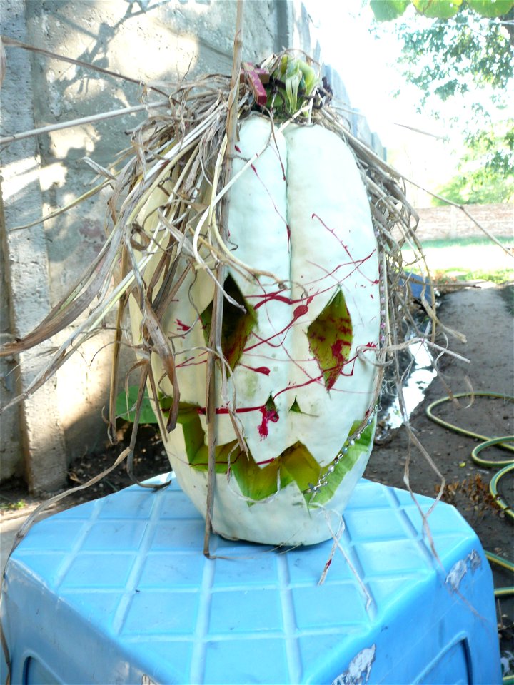 Cucurbita maxima "Zapallo Plomo" (seller Florensa).
Fortín Olavarría town, Buenos Aires province, Argentina.