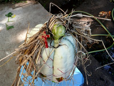 Cucurbita maxima "Zapallo Plomo" (seller Florensa). Fortín Olavarría town, Buenos Aires province, Argentina. photo