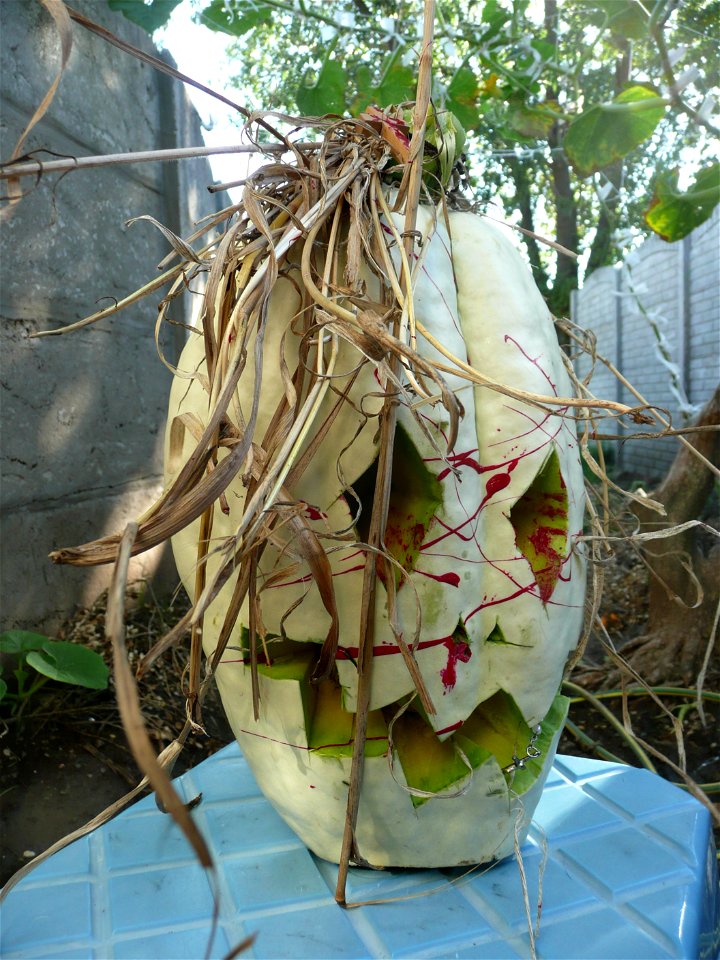 Cucurbita maxima "Zapallo Plomo" (seller Florensa).
Fortín Olavarría town, Buenos Aires province, Argentina.