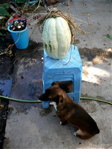 Cucurbita maxima "Zapallo Plomo" (seller Florensa). Fortín Olavarría town, Buenos Aires province, Argentina. photo