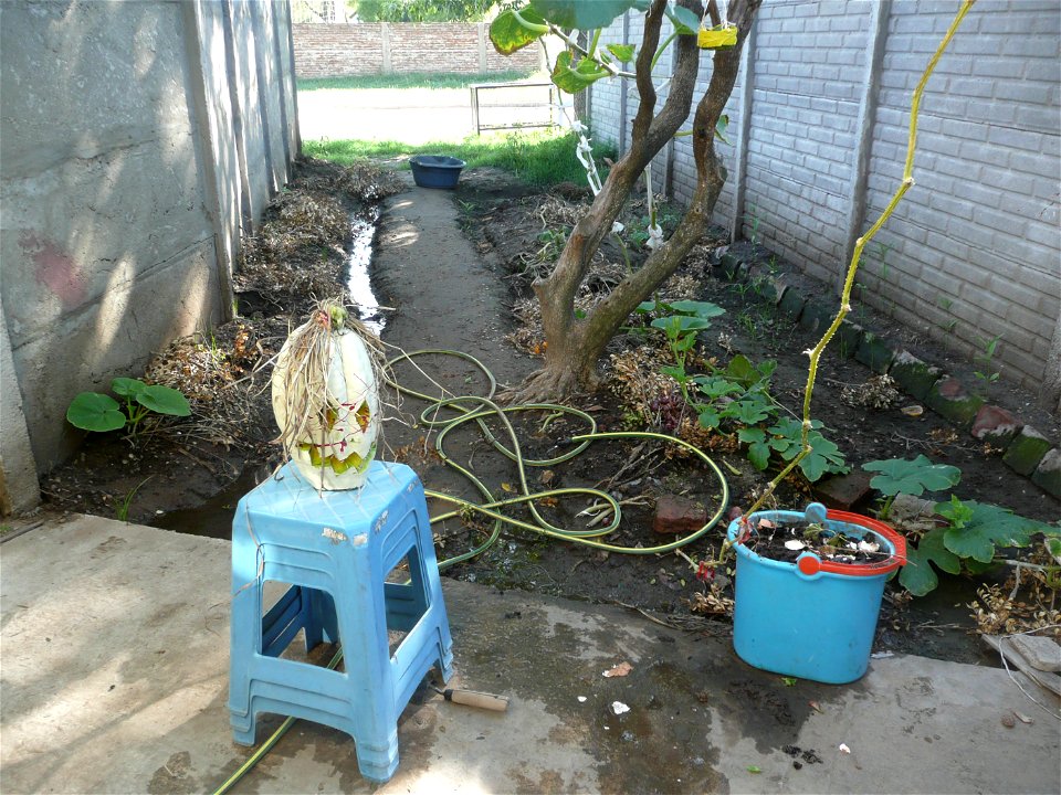 Cucurbita maxima "Zapallo Plomo" (seller Florensa).
Fortín Olavarría town, Buenos Aires province, Argentina.