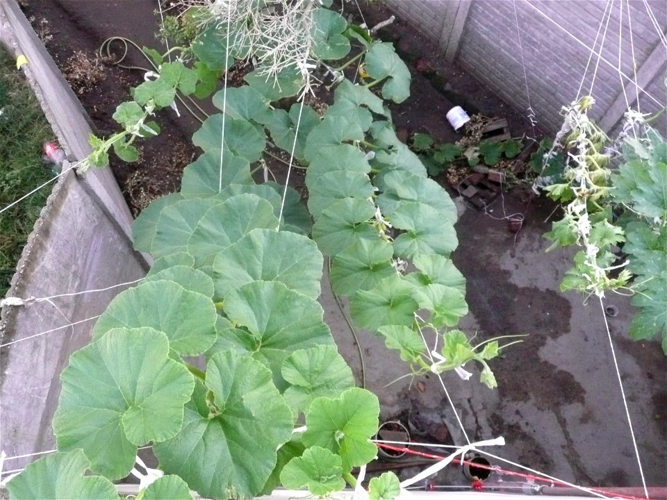 Cucurbita maxima "Zapallo Plomo" (Florensa seller).
Fortín Olavarría town, Buenos Aires province, Argentina.