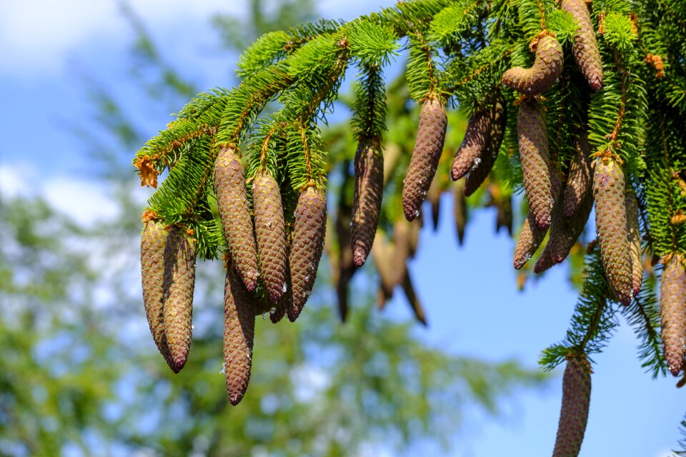 Conifer tree forest