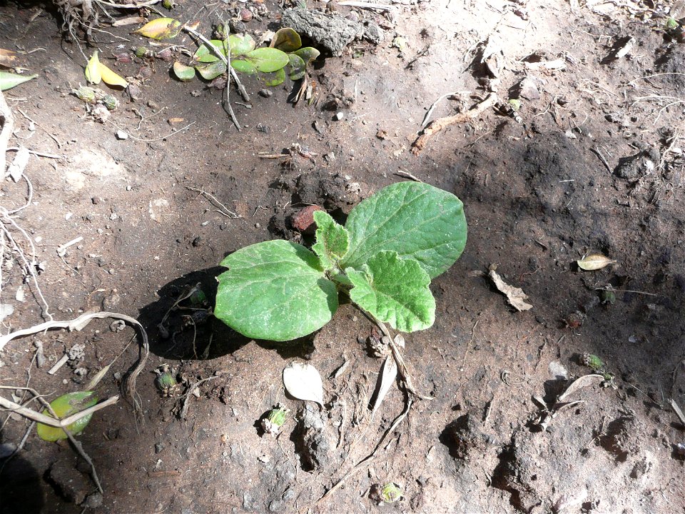 Cucurbita maxima "Zapallo Plomo" semillería Florensa.