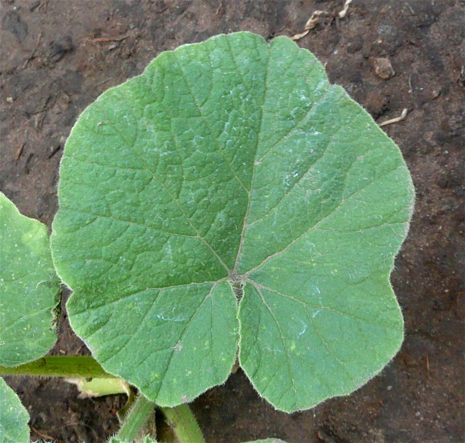 Cucurbita maxima "Zapallo Plomo" (semillería Florensa) - leaf blade form: orbicular.