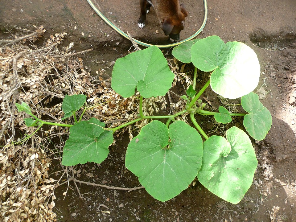 Cucurbita maxima "Zapallo Plomo" semillería Florensa.