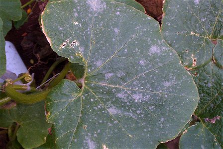 Cucurbita maxima commercial seed name "Zapallo Redondo Gris Plomo" - disease A picture 1. Probably a fungi. It appeared after 15 days of cloudy and rainy weather. Fortín Olavarría, partido de Rivadav photo