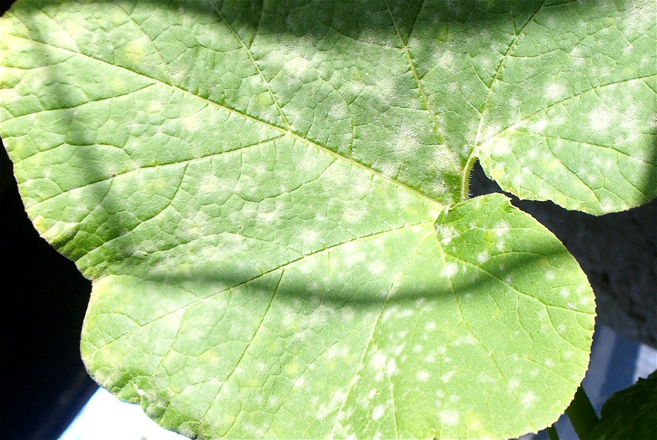 Cucurbita maxima commercial seed name "Zapallo Redondo Gris Plomo" - disease A picture 2. Probably a fungi.
It appeared after 15 days of cloudy and rainy weather.

Fortín Olavarría, partido de Rivadav