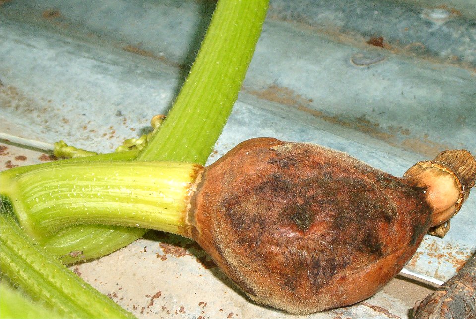 Cucurbita maxima commercial seed name Zapallo Redondo Gris Plomo - disease B picture 1.
Looks like a fungi attacked the ovary after a non-pollinated anthesis.

Fortín Olavarría, partido de Rivadavia, 