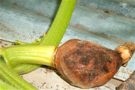 Cucurbita maxima commercial seed name Zapallo Redondo Gris Plomo - disease B picture 1.
Looks like a fungi attacked the ovary after a non-pollinated anthesis.

Fortín Olavarría, partido de Rivadavia, 