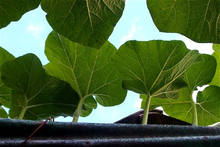 Cucurbita maxima commercial seed name "Zapallo Redondo Gris Plomo" - disease C picture 1