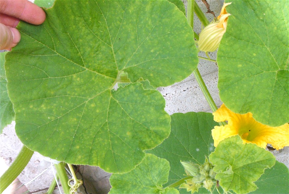 Cucurbita maxima commercial seed name "Zapallo Redondo Gris Plomo" - disease D picture 1.
After 15 days of cloudy and rainy weather.

Fortín Olavarría, Partido de Rivadavia, provincia de Buenos Aires,