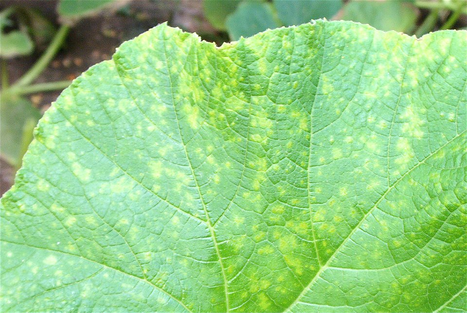 Cucurbita maxima commercial seed name "Zapallo Redondo Gris Plomo" - disease D picture 3.
After 15 days of cloudy and rainy weather.

Fortín Olavarría, Partido de Rivadavia, provincia de Buenos Aires,