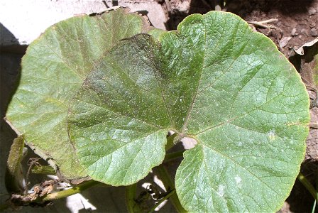 Cucurbita maxima commercial seed name "Zapallo Redondo Gris Plomo" - disease E picture 1. After 15 days of cloudy and rainy weather. Fortín Olavarría, Partido de Rivadavia, provincia de Buenos Aires, photo