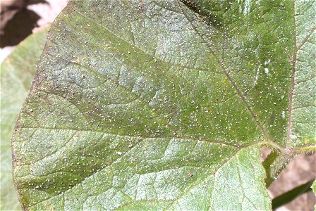 Cucurbita maxima commercial seed name "Zapallo Redondo Gris Plomo" - disease E picture 2.
After 15 days of cloudy and rainy weather.

Fortín Olavarría, Partido de Rivadavia, provincia de Buenos Aires,