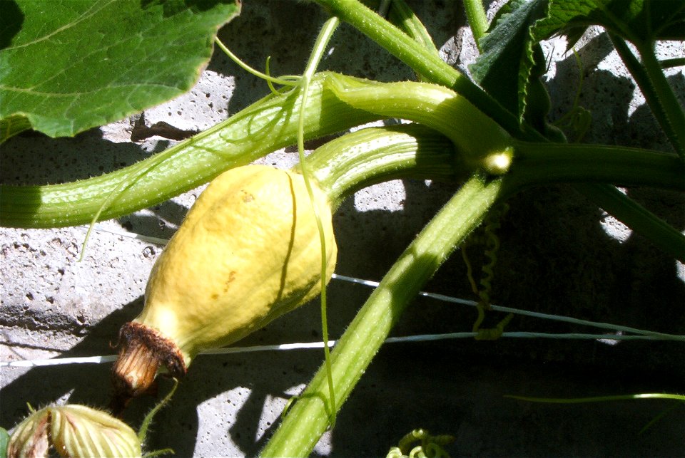 Cucurbita maxima Zapallo Redondo Gris Plomo - disease I. The little squashes shortly after anthesis put yellow and die.
Fortín Olavarría, Partido de Rivadavia, provincia de Buenos Aires, Argentina.