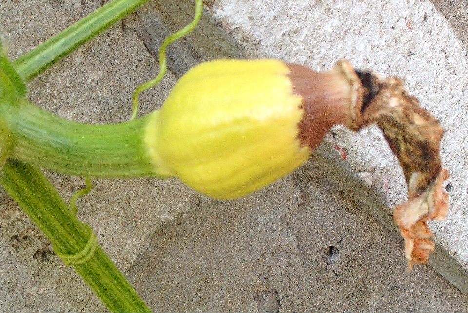 Cucurbita maxima commercial seed name "Zapallo Redondo Gris Plomo" - disease I picture 2 (I guess, not sure).
Fortín Olavarría, partido de Rivadavia, provincia de Buenos Aires, Argentina.