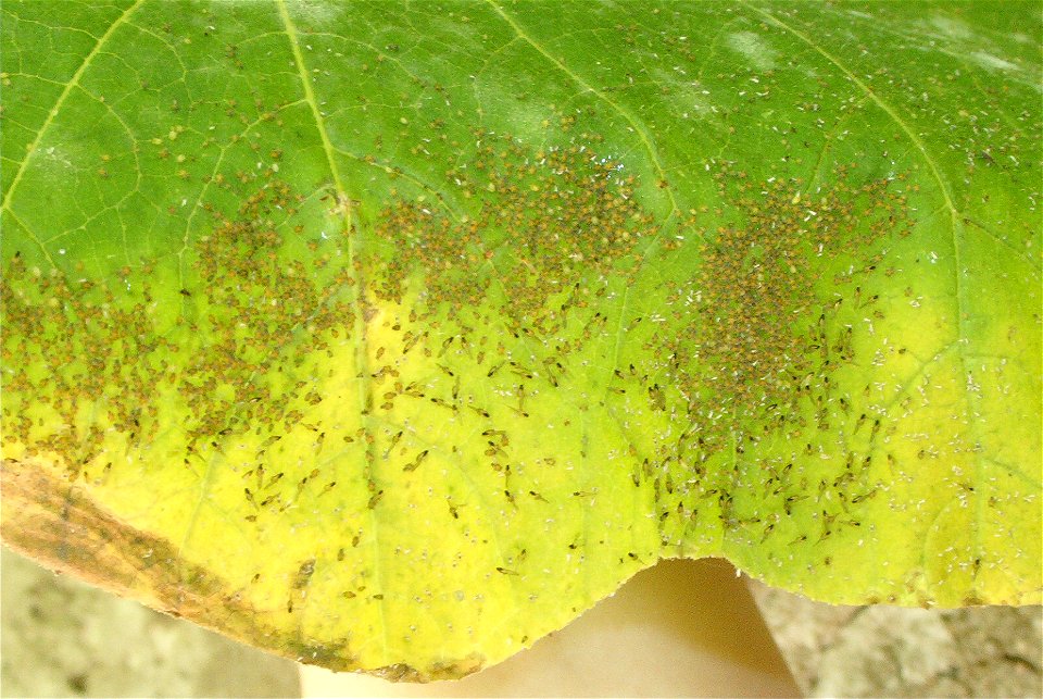 Cucurbita maxima commercial seed name "Zapallo Redondo Gris Plomo" - disease J picture 2