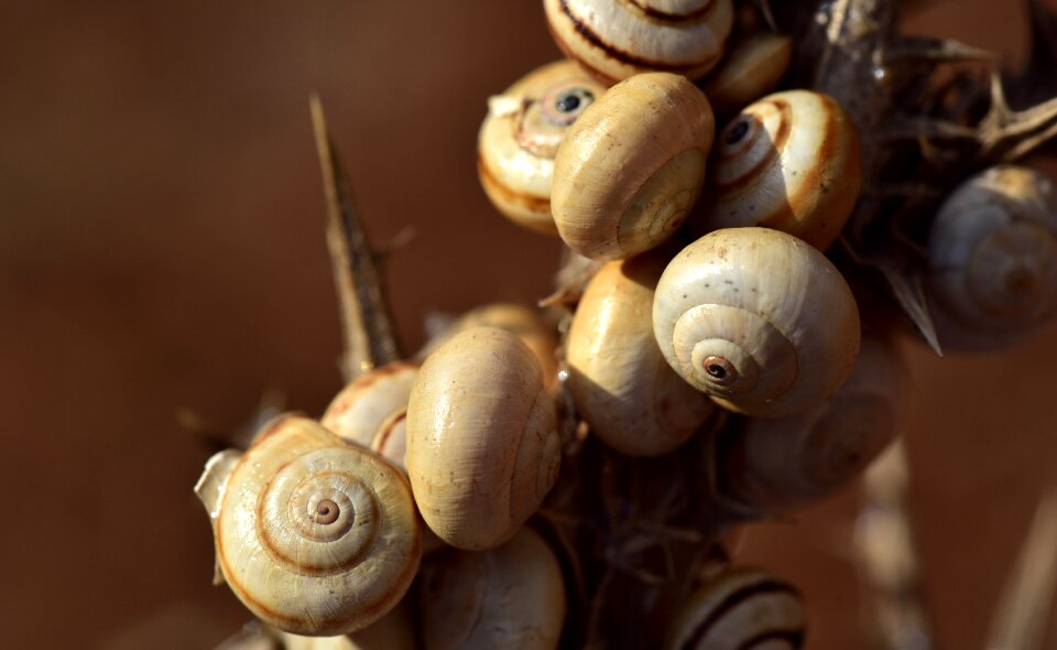 Animals molluscs protection
