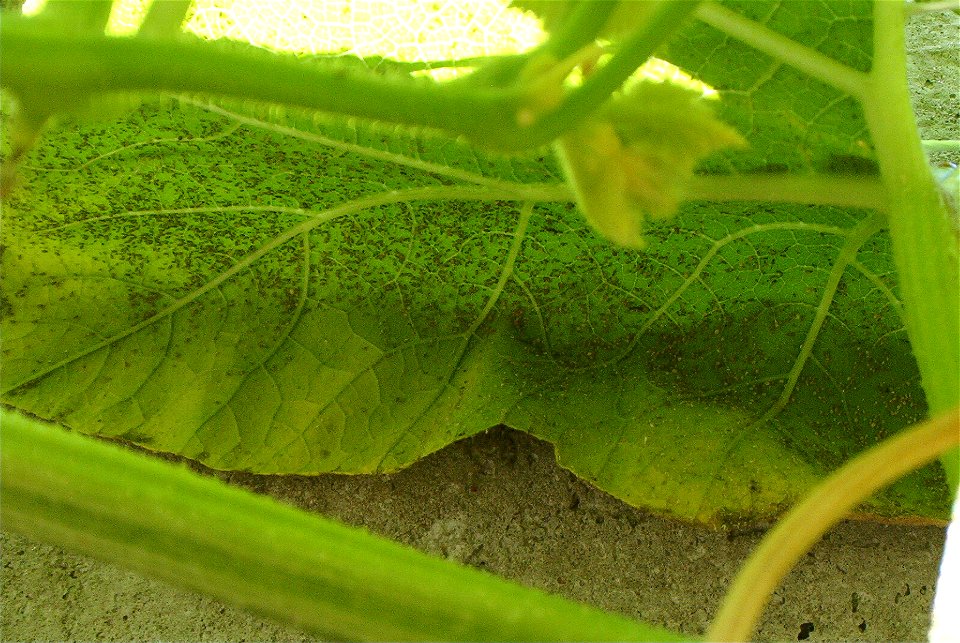 Cucurbita maxima commercial seed name "Zapallo Redondo Gris Plomo" - disease J picture 1