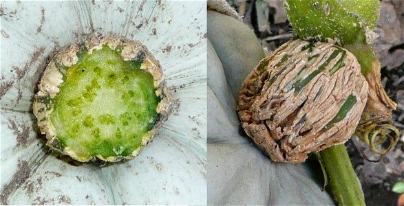 Cucurbita maxima mature fruit peduncle - transverse section and side view.