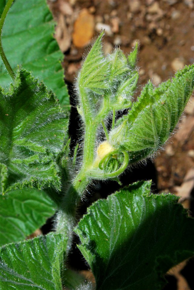 Primary vine growth tip on an Atlantic Giant pumpkin (Cucurbita maxima) plant.
