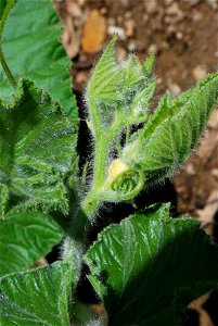 Primary vine growth tip on an Atlantic Giant pumpkin (Cucurbita maxima) plant.