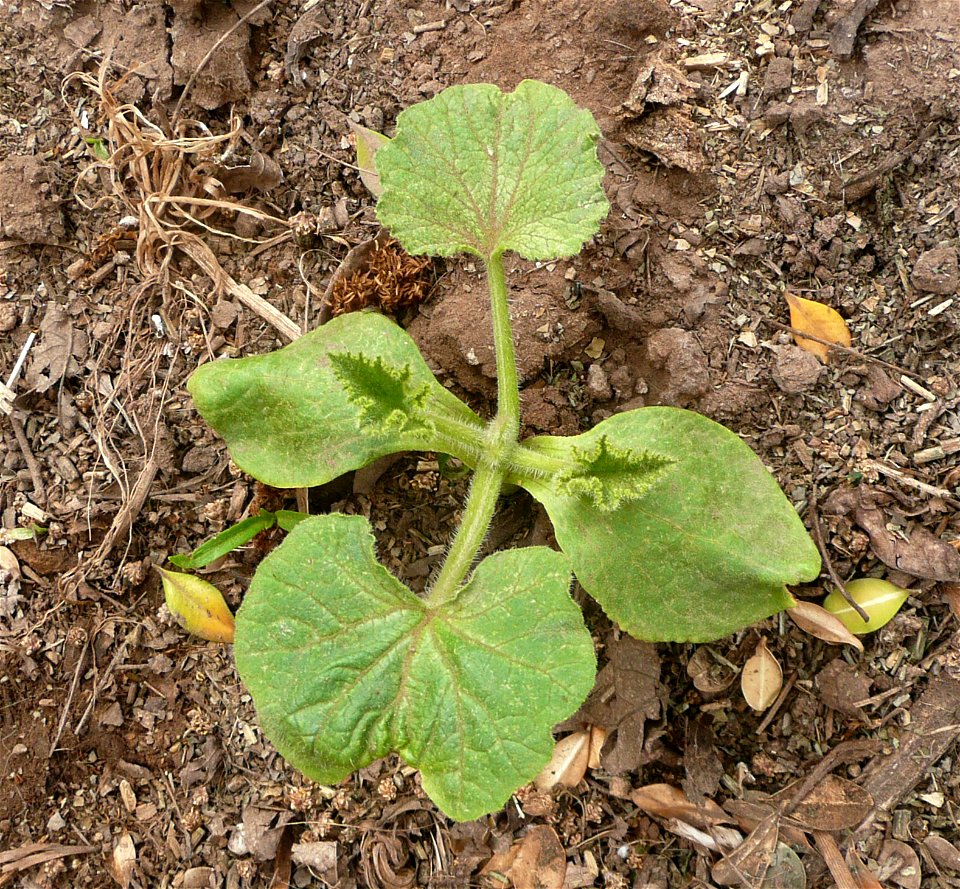 Cucurbita maxima var. zapallito, 6-leaves plant. 
An example of a "bush plant", internodes not elongating. A "vine plant" elongate its internodes after the 4th leaf.
