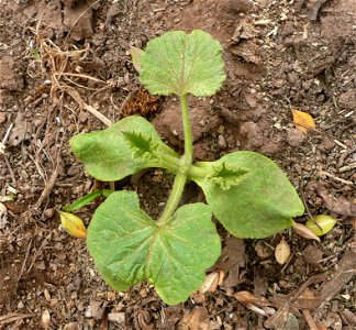 Cucurbita maxima var. zapallito, 6-leaves plant. 
An example of a "bush plant", internodes not elongating. A "vine plant" elongate its internodes after the 4th leaf.