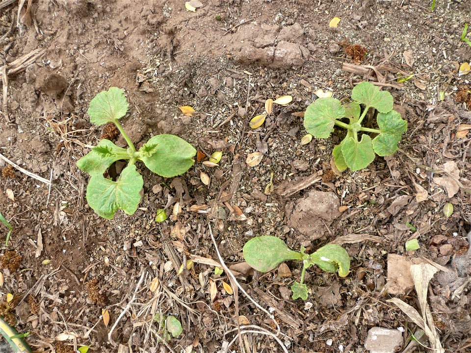 Cucurbita maxima var. zapallito - bush plants, arquitecture.