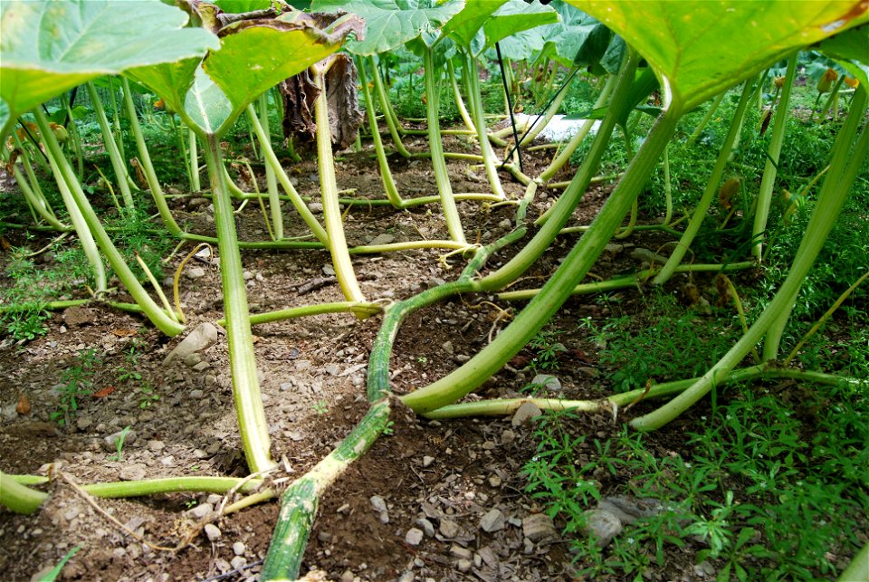 Vine and leaves of an Atlantic Giant (Cucurbita maxima) plant about 11 weeks after germination.