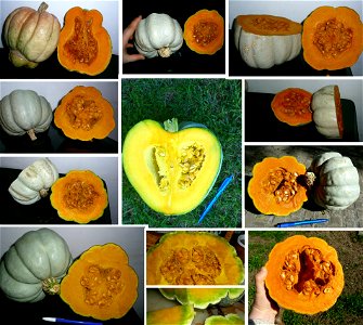 Diversidad de zapallos en una variedad tradicional (landrace). Cucurbita maxima zapallo plomo (semillas Costanzi). photo