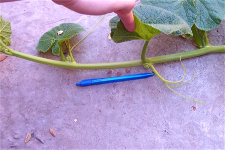 Típica "planta de guía" de cucurbitácea, a diferencia de la planta "de tronco" o "compacta" o "arbustiva" de algunos cultivares seleccionados. Detalle del largo del entrenudo.
Cucurbita maxima landrac