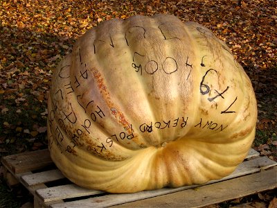 Cucurbita maxima - 179.4 kg in Botanic Garden in Wrocław, Poland, the greatest pumpkin in Poland in 2005

plantator: Jacek Afeltowicz