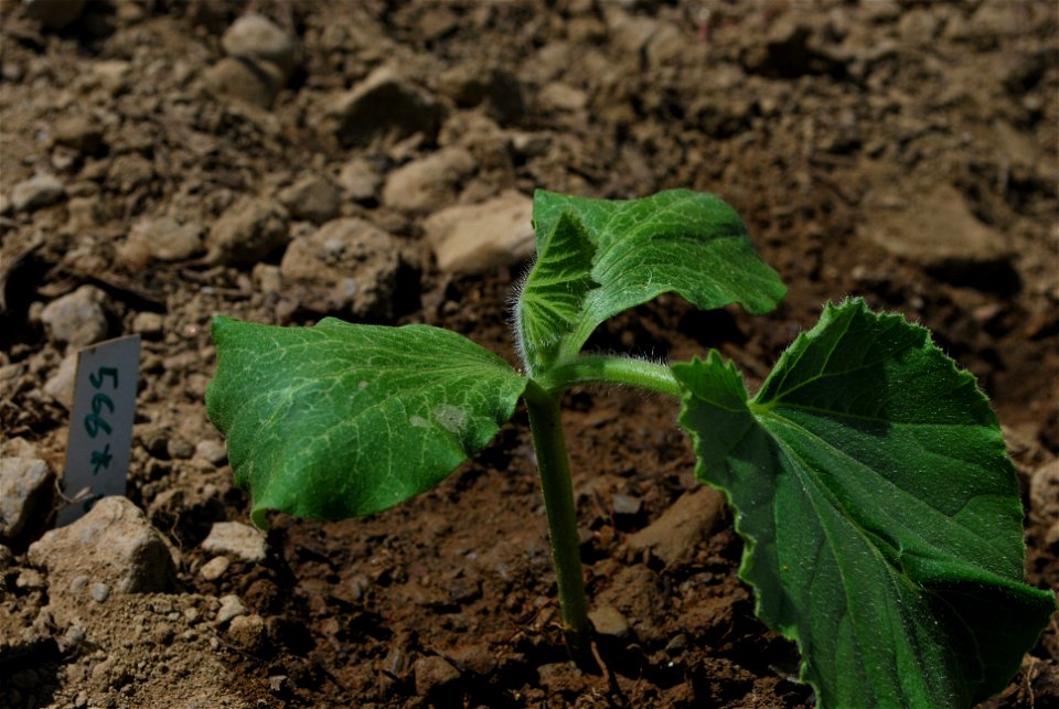 The seedling of a giant squash plant, in this case the 566 Winey seed.