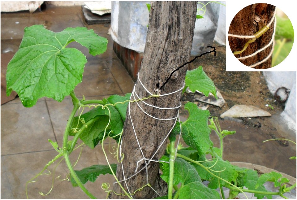 The Pumpkin plant(the position of the spring for the grip)of Tamil Nadu பூசணி செடியின் பற்றுக்கம்பிச் சுருள் உள்ள  இடம், சேலம் மாவட்டம், தமிழ் நாடு