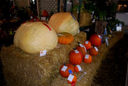 Multiple pumpkins (fruit of Cucurbita maxima, Cucurbita pepo) at the 2009 Dutchess County, New York county fair.