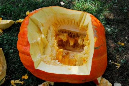 The seed cavity of a Cucurbita maxima fruit (variety "Atlantic Giant" estimated to have weighed 122 pounds.