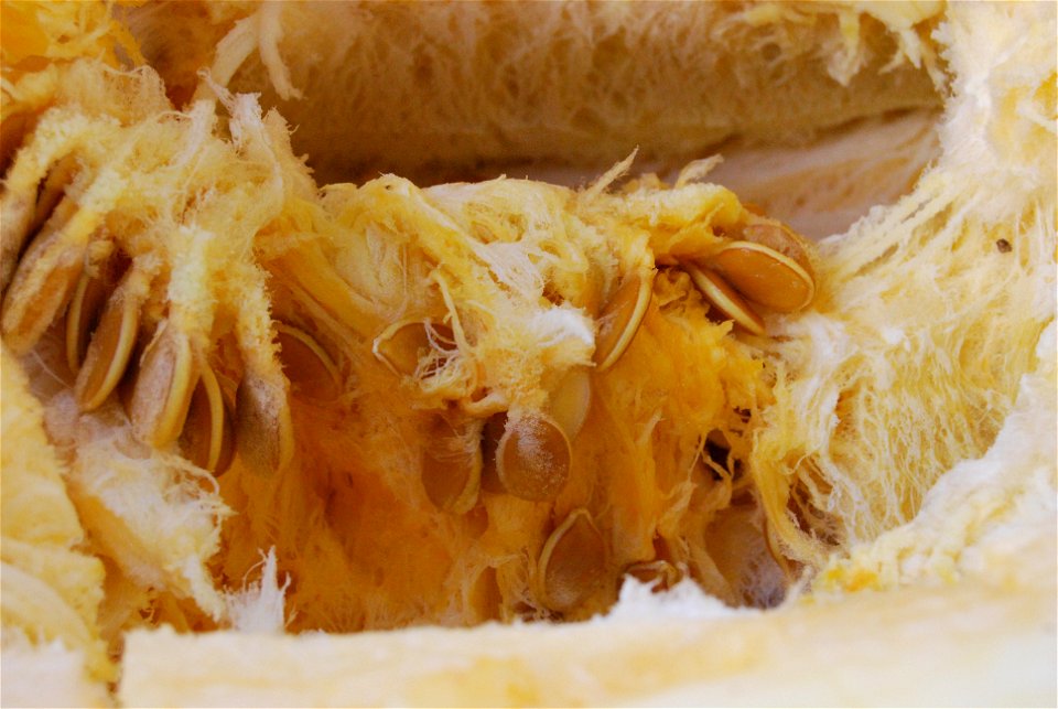 Seeds inside a Cucurbita maxima fruit (variety "Atlantic Giant") estimated to have weighed 122 pounds.