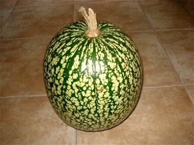 Cucurbita ficifolia from Brazil, where it is named Gila or Chila. Check portuguese wikipedia: https://pt.wikipedia.org/wiki/Chila-caiota and also this blog showing photographs: http://esfomeado.blogsp