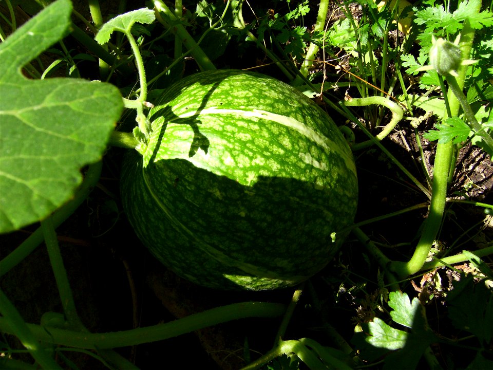 Cucurbita ficifolia cultivated plant, Castelltallat, Catalonia