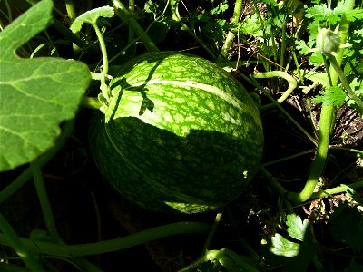 Cucurbita ficifolia cultivated plant, Castelltallat, Catalonia