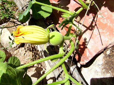 Cucurbita ficifolia female flower, Castelltallat, Catalonia