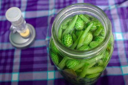 Melothria scabra frais mis dans un bocal en vue d'être lactofermenté.