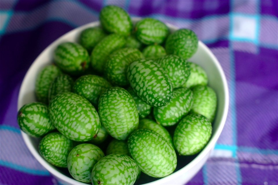 Melothria scabra (fruits)