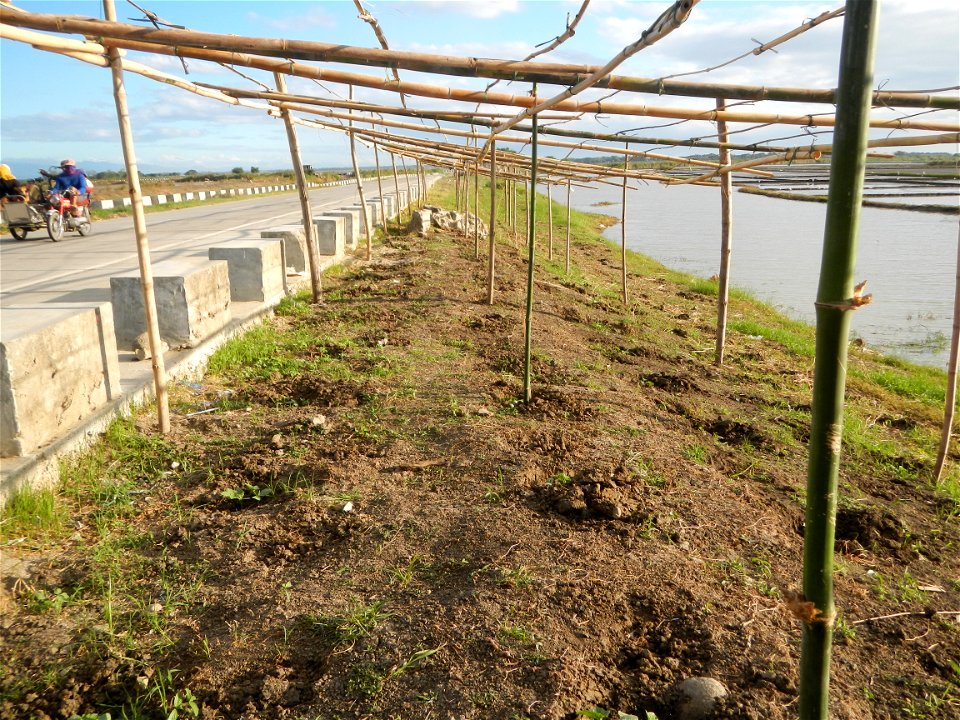 Candaba Swamp Scenery, Landscape of 32,000 hectares of freshwater ponds, Swamps, Marshes Wetlands of the Philippines (surrounded by flooded Grassland converted to farmlands of Watermelon, rice, Nipa p