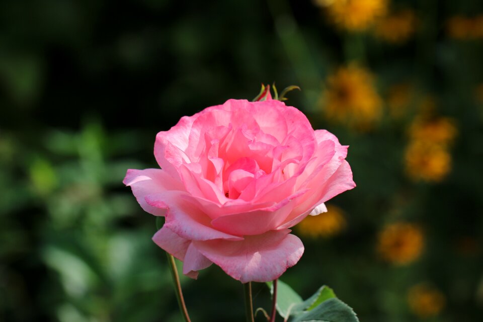 Love beauty aroma