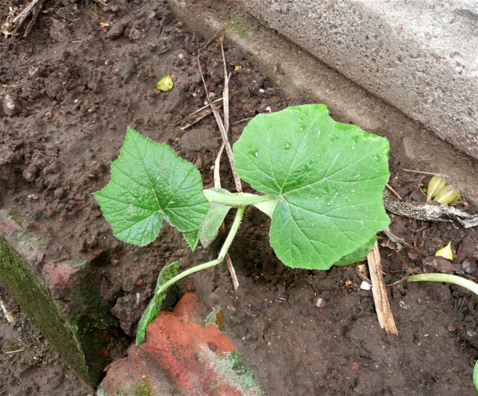 Cucurbita argyrosperma "Calabaza rayada" semillería Florensa - 2014 09 02 plant 1 - sown in a warm place 30 jul and transplanted 2 days ago.