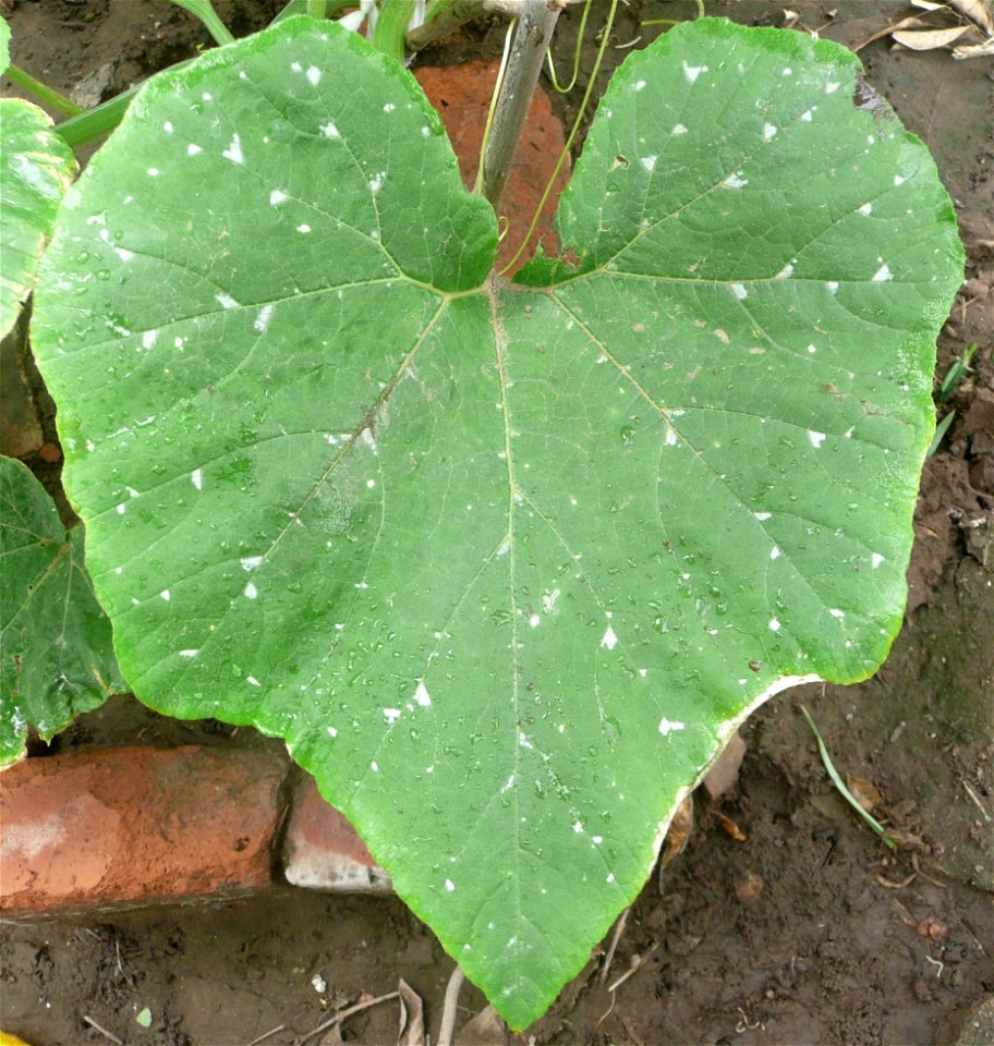Sown in september 2015 in Fortín Olavarría, provincia de Buenos Aires, Argentina.