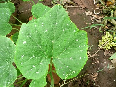 Sown in september 2015 in Fortín Olavarría, provincia de Buenos Aires, Argentina.
